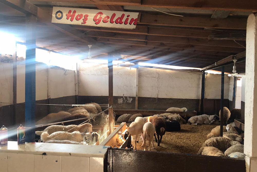 Anadolu Yakası En Ucuz Adak Satış Yeri