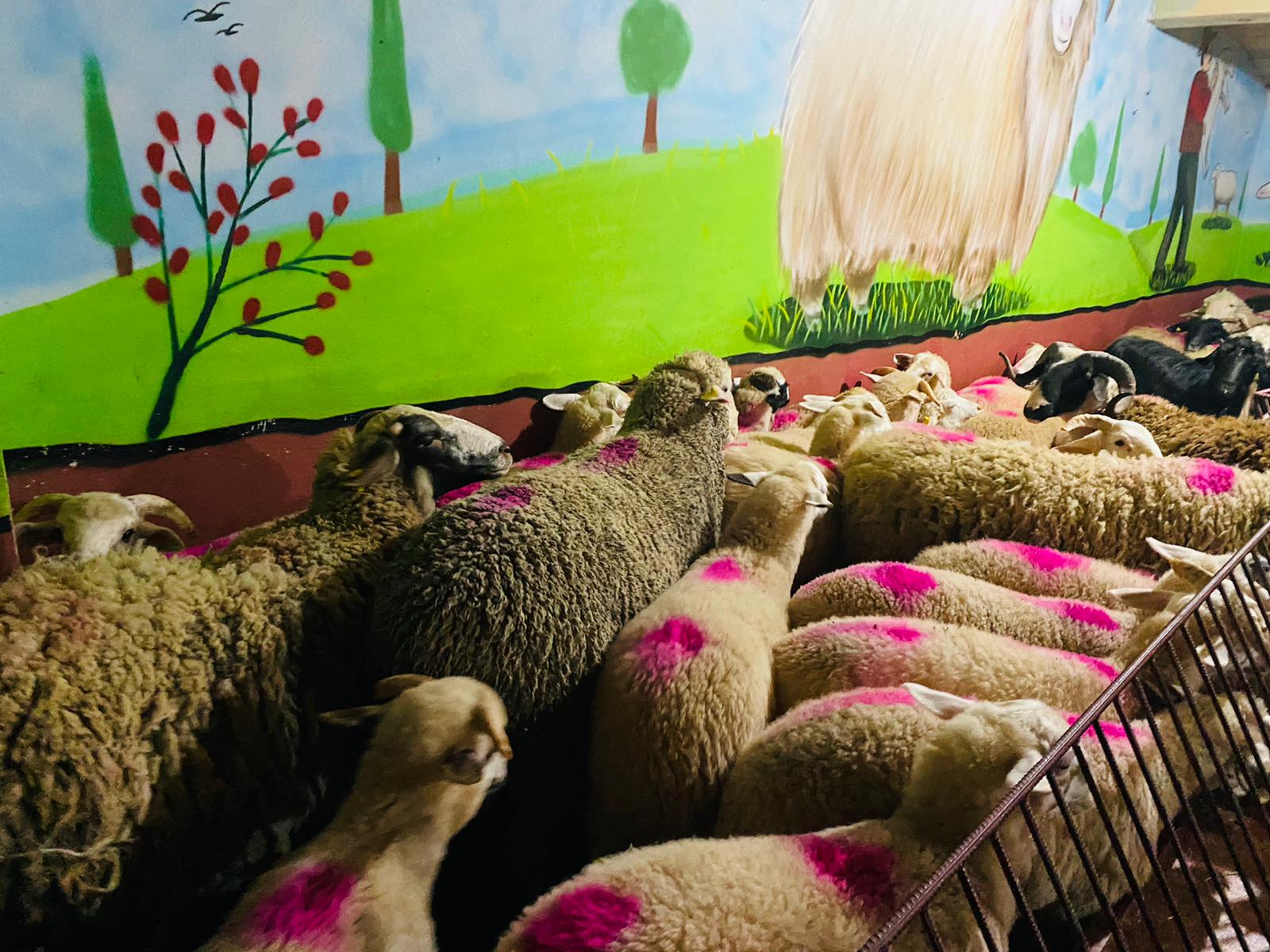 Söğütlüçeşme Adak